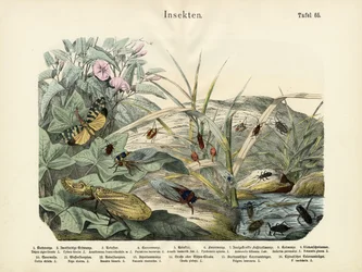 Insekten, um 1860